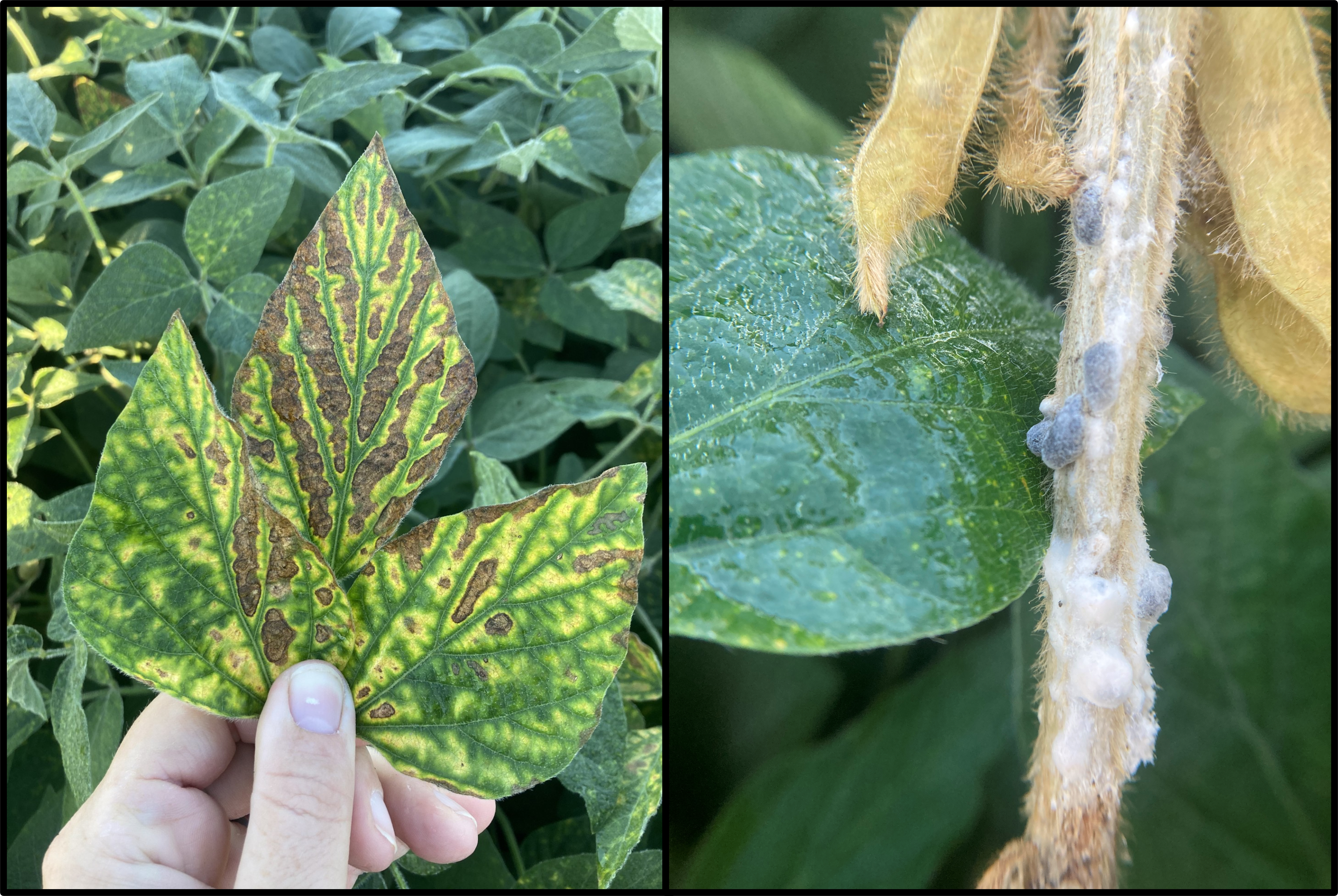 A soybean plant leaf that has brown scabs. 